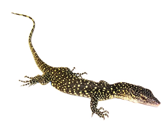 Mangrove Monitor For Sale, Mangrove Monitor For Sale Near Me, Mangrove Monitor For Sale Cheap, Mangrove Monitor For Sale Canada, Mangrove Monitor For Sale Uk, Mangrove Monitor For Sale Europe, Mangrove Monitor For Sale Usa, Baby Mangrove Monitor For Sale, How Much Do Mangrove Monitor Cost?